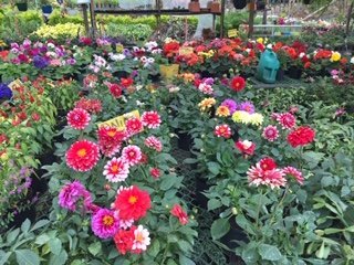Flores y plantas en un vivero